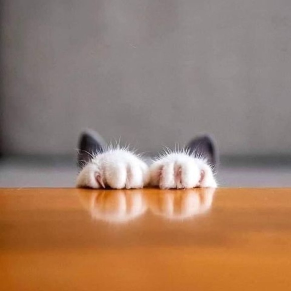 Meet your Posher, Linh - Picture 1 of 1